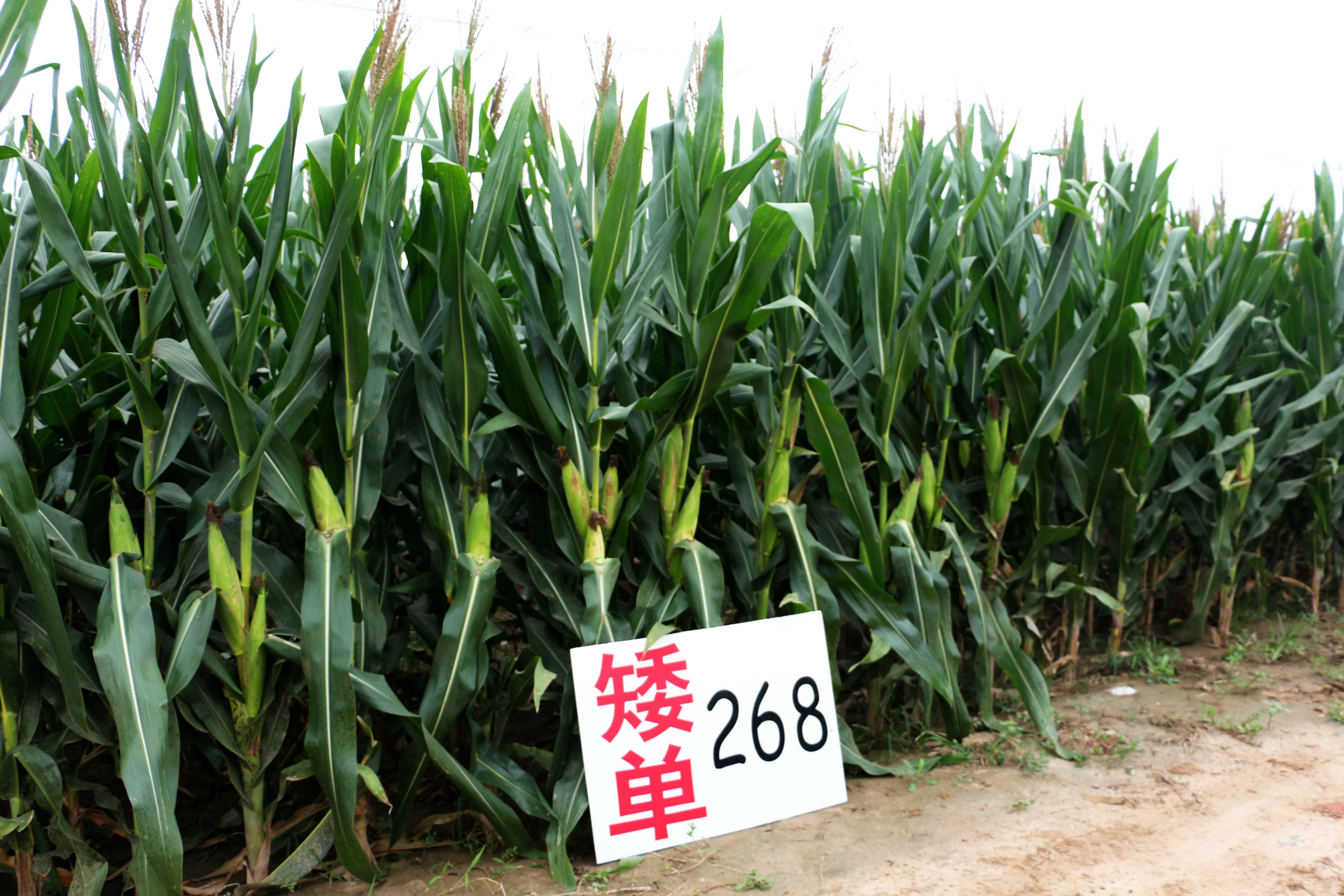 2015年9月矮单268在河北安平县大田长势